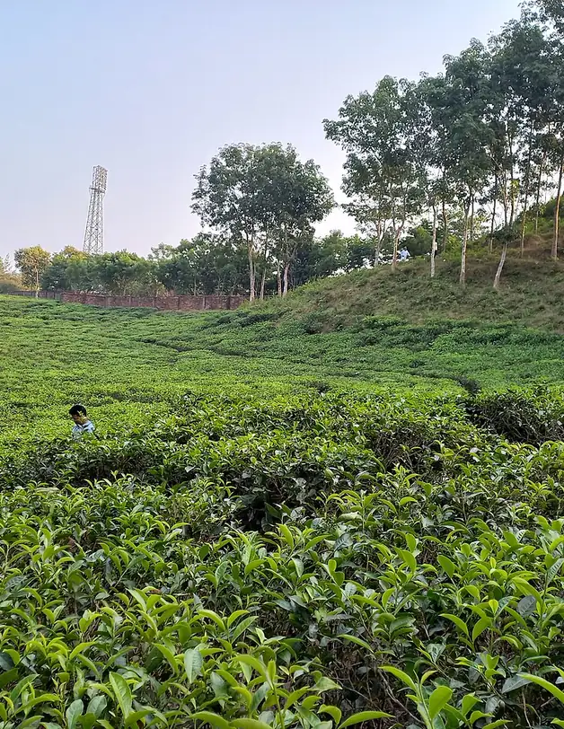 লাক্কাতুরা চা-বাগান, সিলেট